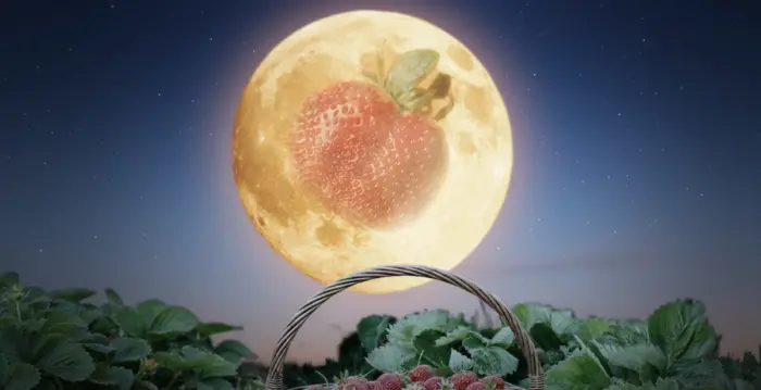 “草莓满月”即将升起：夏意渐浓