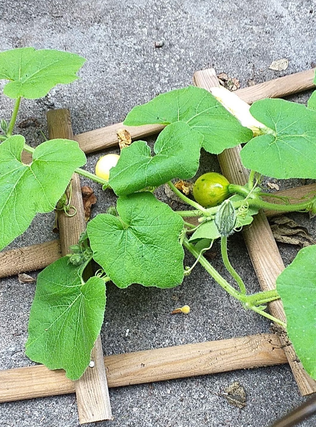 小南瓜(德樂/大紀元)
