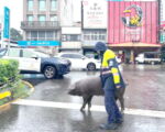 待宰猪半路跳车 桃园大园警耐心引导助返程