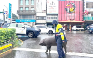 待宰豬半路跳車 桃園大園警耐心引導助返程