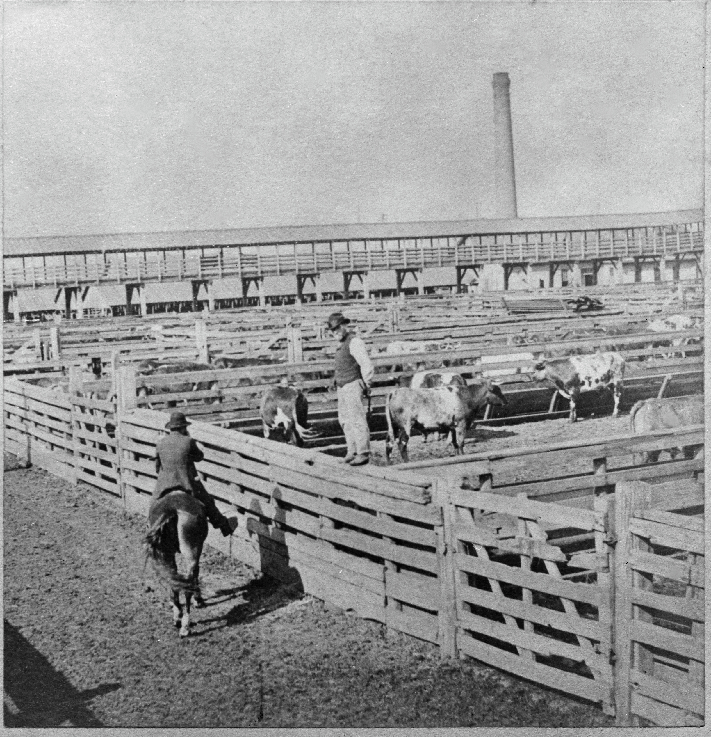 1890年,在密蘇里州堪薩斯城西區(West Bottoms)的「牲畜圍圈」(Stockyards),一男子騎在馬上,另一名男子站在圍欄裡檢查牛群。(B.W. Kilburn/Graphic House/Archive Photos/Getty Images)