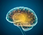 大腦老了變笨？科學家：一招啟動大腦逆生長