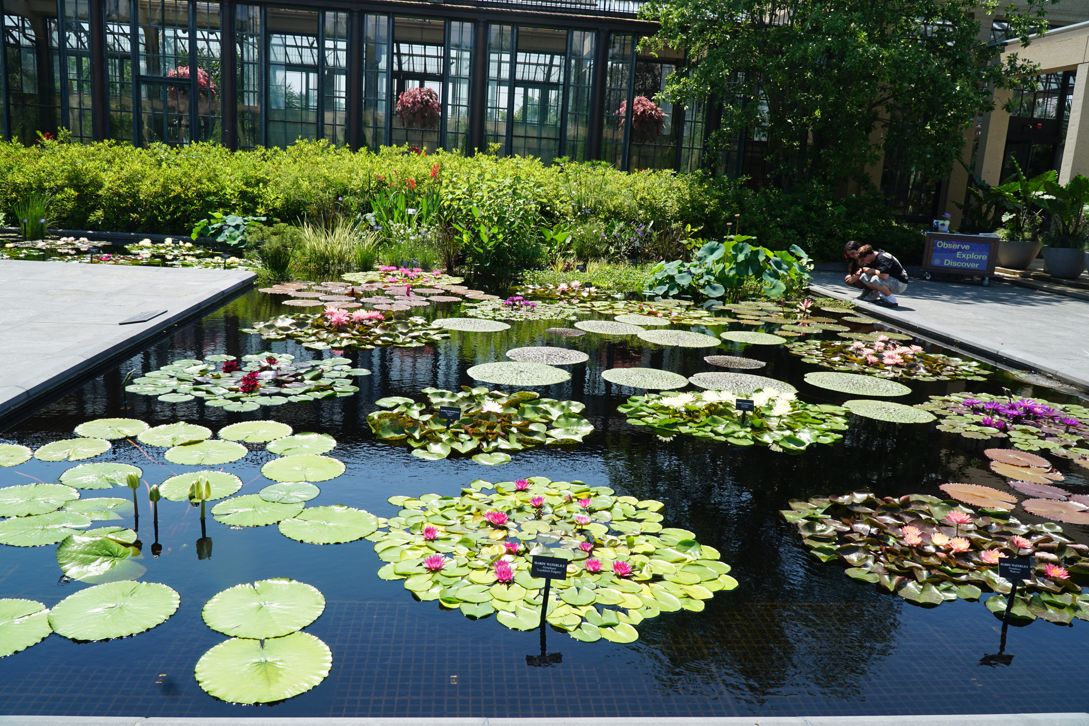 美國賓州長木花園(Longwood Gardens)睡蓮庭院(Waterlily Court)一景。(肖捷/大紀元)