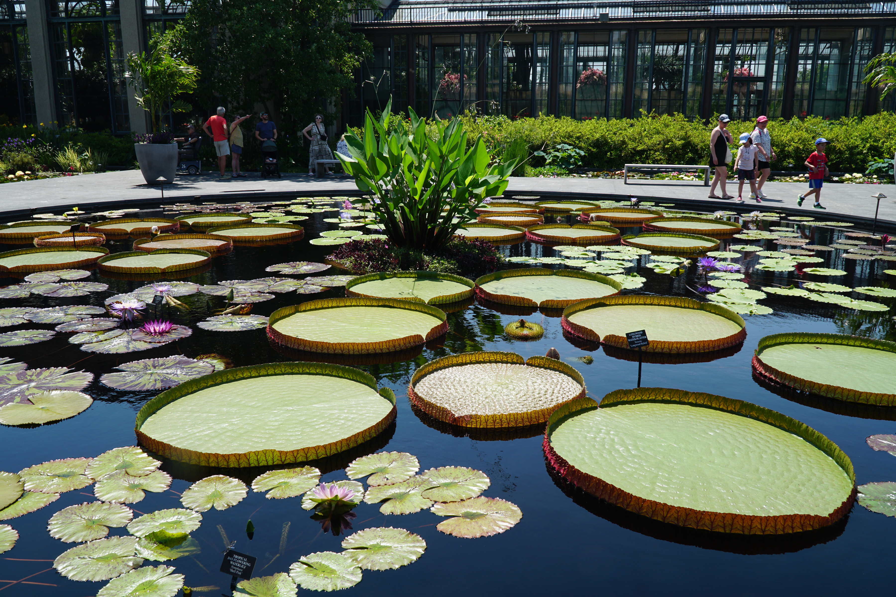 美國賓州長木花園(Longwood Gardens)睡蓮庭院(Waterlily Court)一景。巨型維多利亞王蓮漂浮在水面,寬大的葉片成為遊客關注的焦點。(肖捷/大紀元)