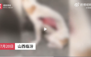 山西发生两起人为剥皮虐狗事件 舆论炸锅