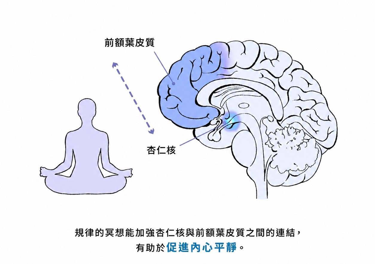 規律冥想能加強杏仁核(大腦的情緒警報中心)與前額葉皮質(負責理性判斷與情緒調節的區域)之間的神經連結,有助於促進內心平靜、降低情緒反應強度。(The Epoch Times/Shutterstock)