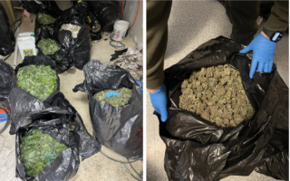 布碌崙華男經營緬因大麻屋獲刑
