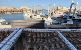 鳥嶼夏日晒海味 小章魚與小卷都是島上日常