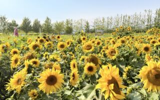 大溫親子遊好去處　慈濟向日葵園免費開放