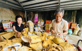 85岁范良淮夫妻守住甘露梨、晶圆梨的甜脆