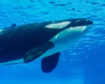 海中霸主也有剋星？虎鯨遇上它們竟退避三舍