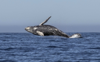 500头座头鲸现踪 纽约外海生态复苏