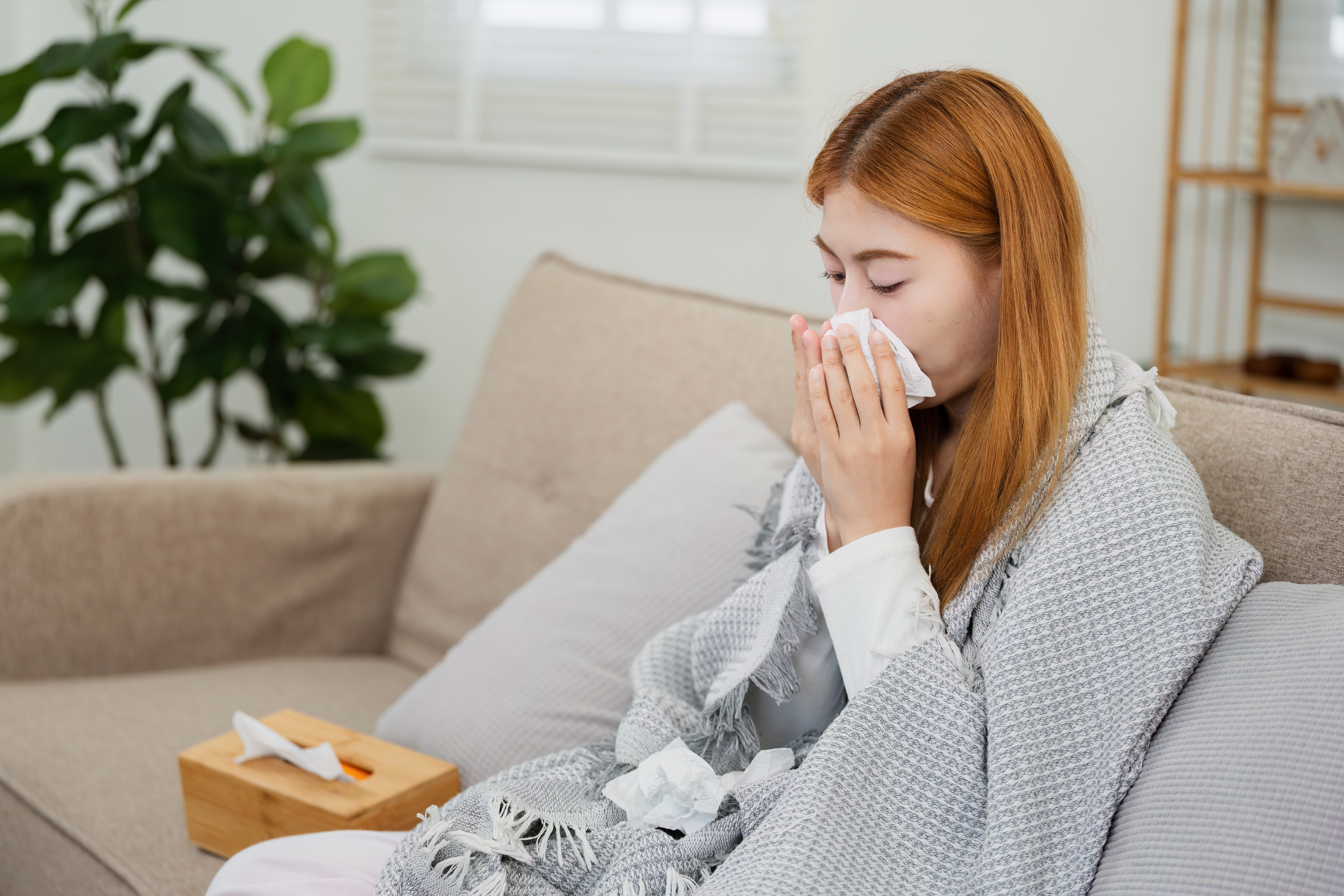 使用紫錐菊可能使患上普通感冒的機率降低58%。(Shutterstock)