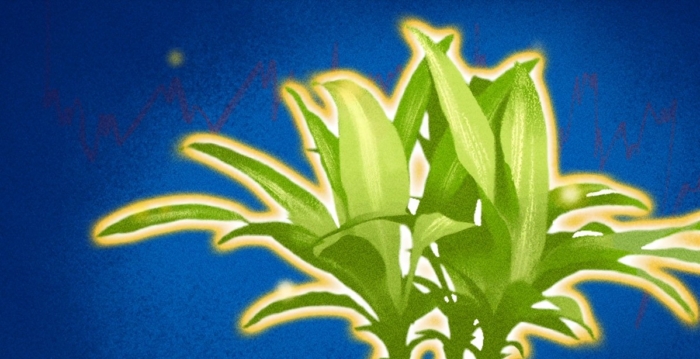 植物有意識嗎？科學探索感知與記憶