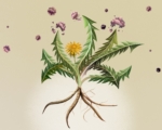 蒲公英能抗癌?肿瘤科医生的意外发现