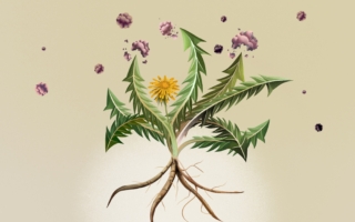 蒲公英能抗癌?腫瘤科醫生的意外發現