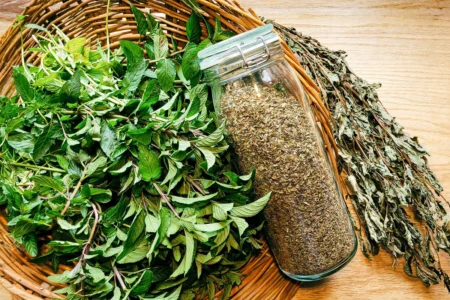 下午3點昏沉時 比咖啡溫和的提神選擇：薄荷茶