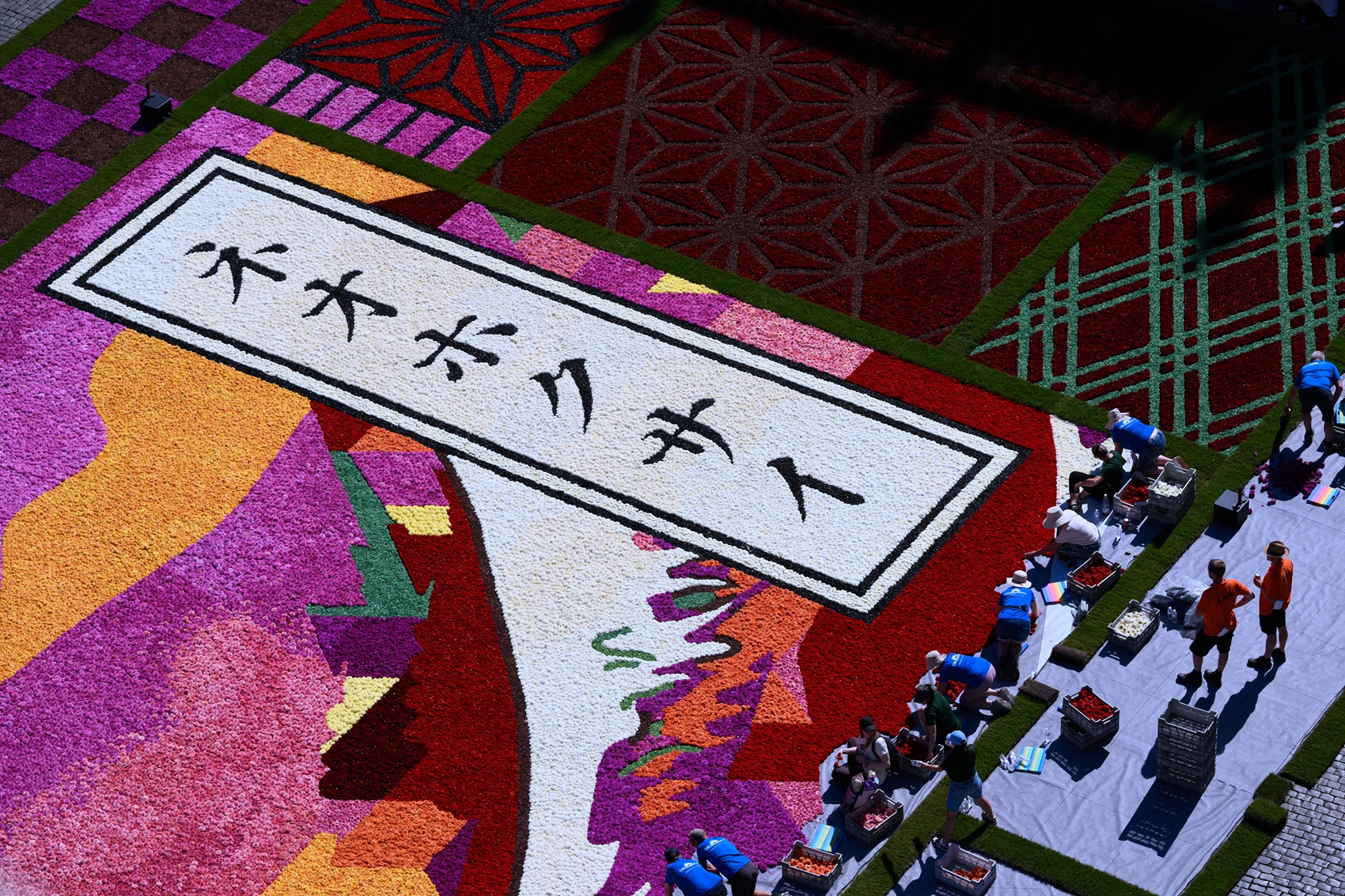 2026年8月13日,在布魯塞爾大廣場舉行的第24屆布魯塞爾花毯節期間,志願者在鋪設鮮花。(JOHN THYS/AFP via Getty Images)