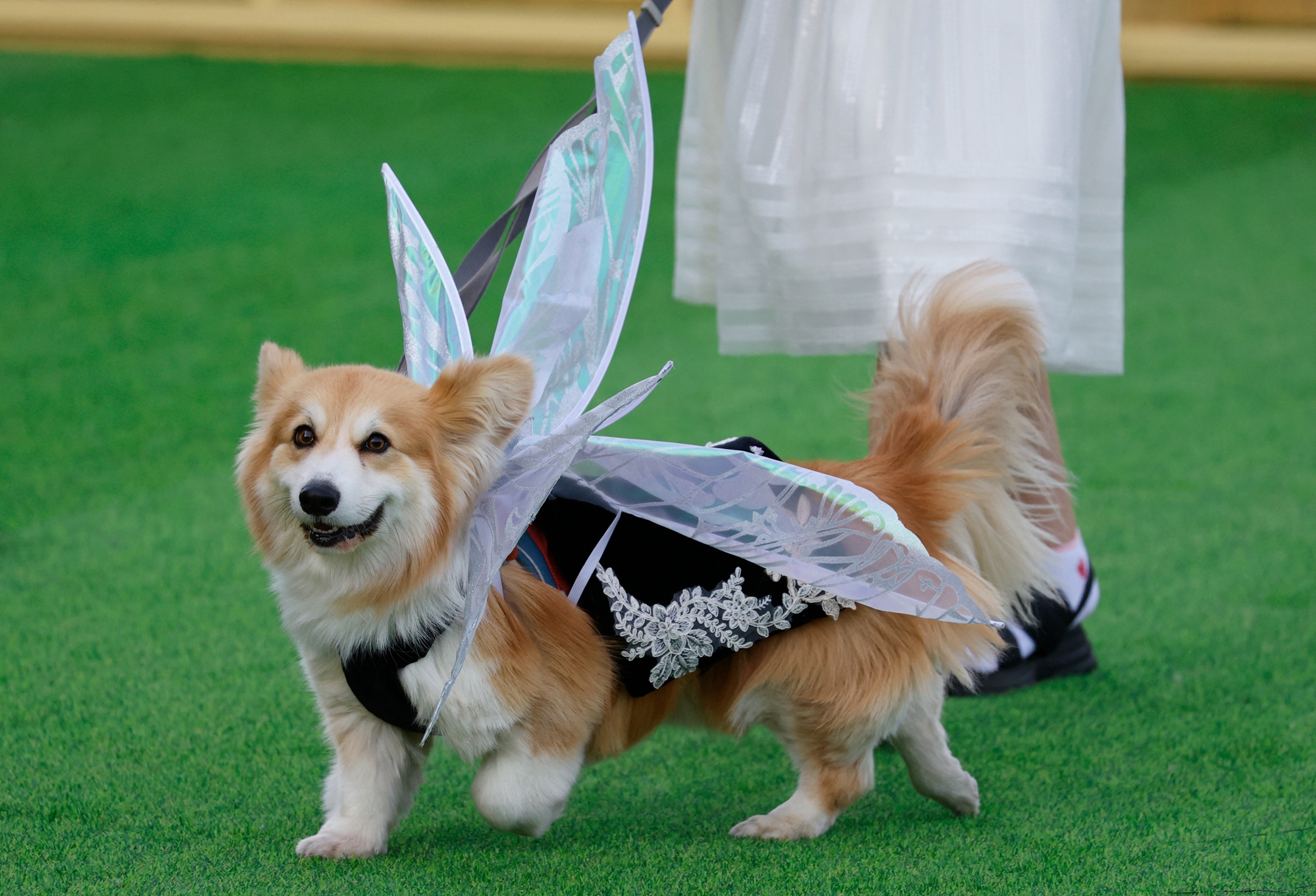 2026年8月15日,第5屆「維爾紐斯柯基犬大賽」(Corgi Race Vilnius)在立陶宛首都維爾紐斯文吉斯公園(Vingis Park)熱鬧登場。圖為柯基犬參加創意裝扮比賽。(Petras Malukas/AFP via Getty Images)