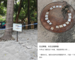水泥封绿化带 胶布封排水孔 广州灭蚊再惹议