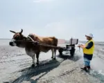 海牛、鐵牛與畫家 共寫芳苑潮間帶的山海故事