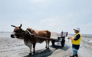 海牛、鐵牛與畫家 共寫芳苑潮間帶的山海故事