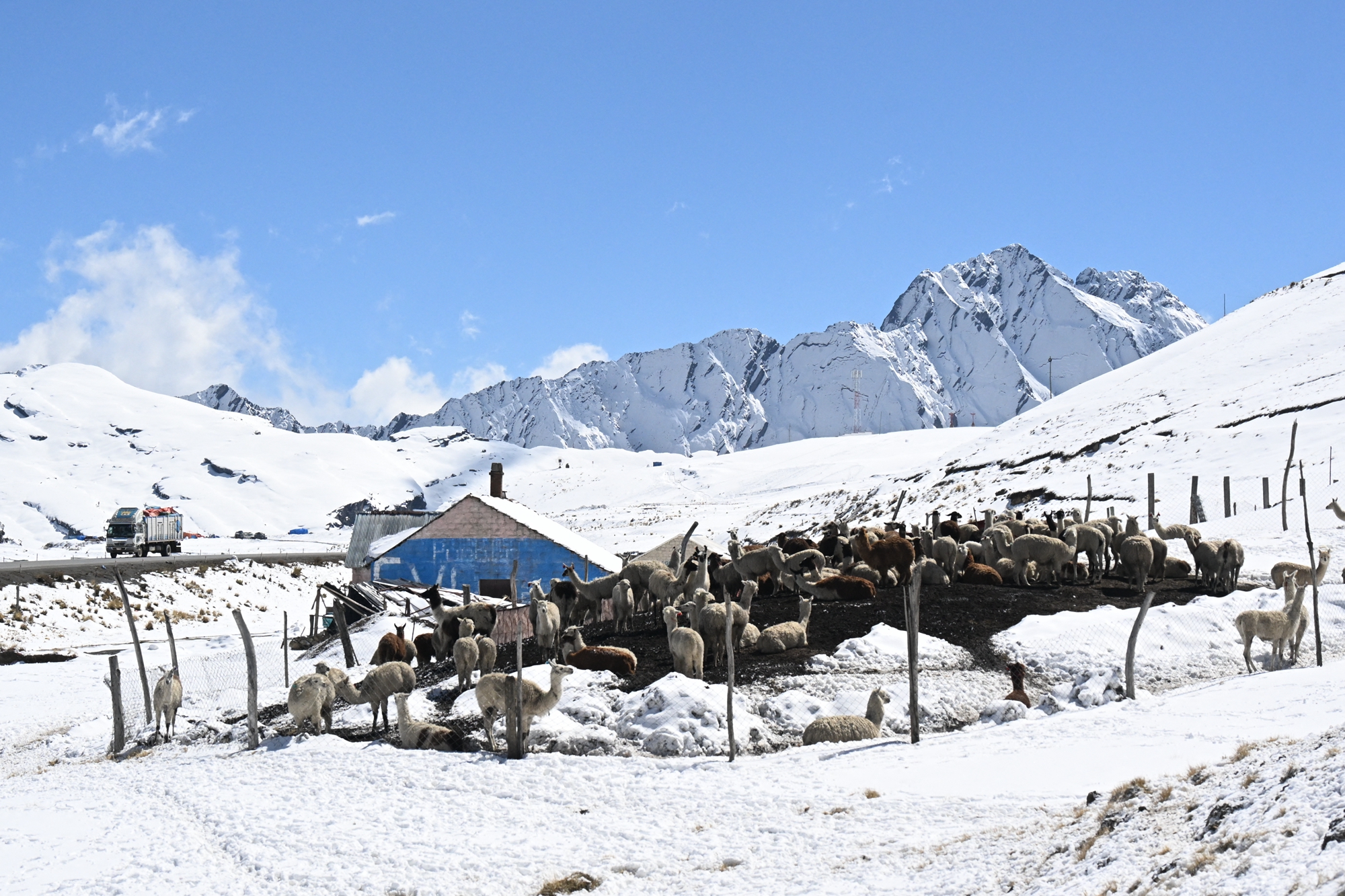 2026年8月25日,玻利維亞拉巴斯省,拉巴斯北部峰區沿永加斯路(Yungas Road)一帶出現異常強降雪,導致大量美洲駝和羊駝面臨飼料短缺和凍死的危機。圖為雪景中的美洲駝(llama,又名大羊駝)。(Aizar Raldes/AFP via Getty Images)