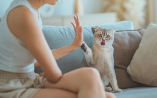 【健康养成记】养猫家里臭？医揭四大异味原因