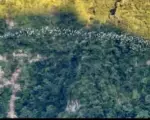 在雲林樟湖等黃頭鷺 看鳥也嘗阿嬤手藝