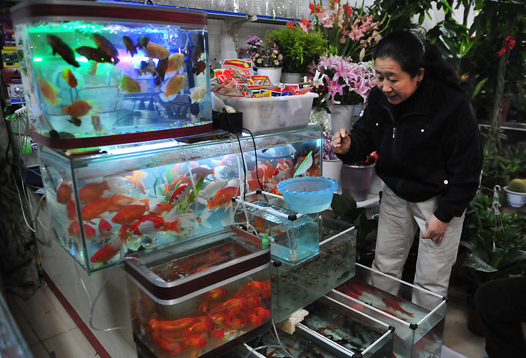 大陸沃爾達魚缸突然斷電 魚友稱損失逾8萬