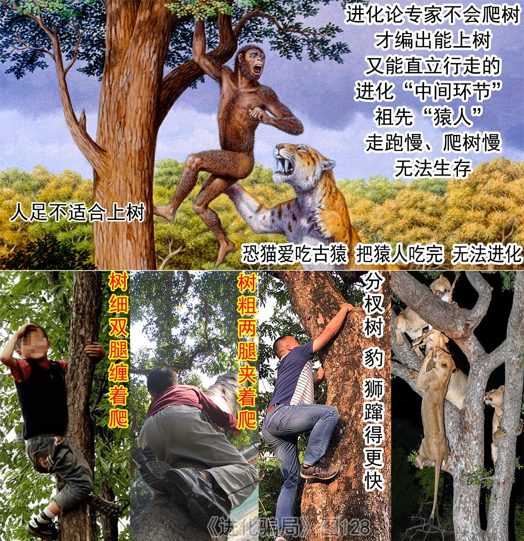 人腳不能樹棲,爬上樹不快,腳不能像猿一樣抓穩樹,必被猛獸淘汰。(作者提供)