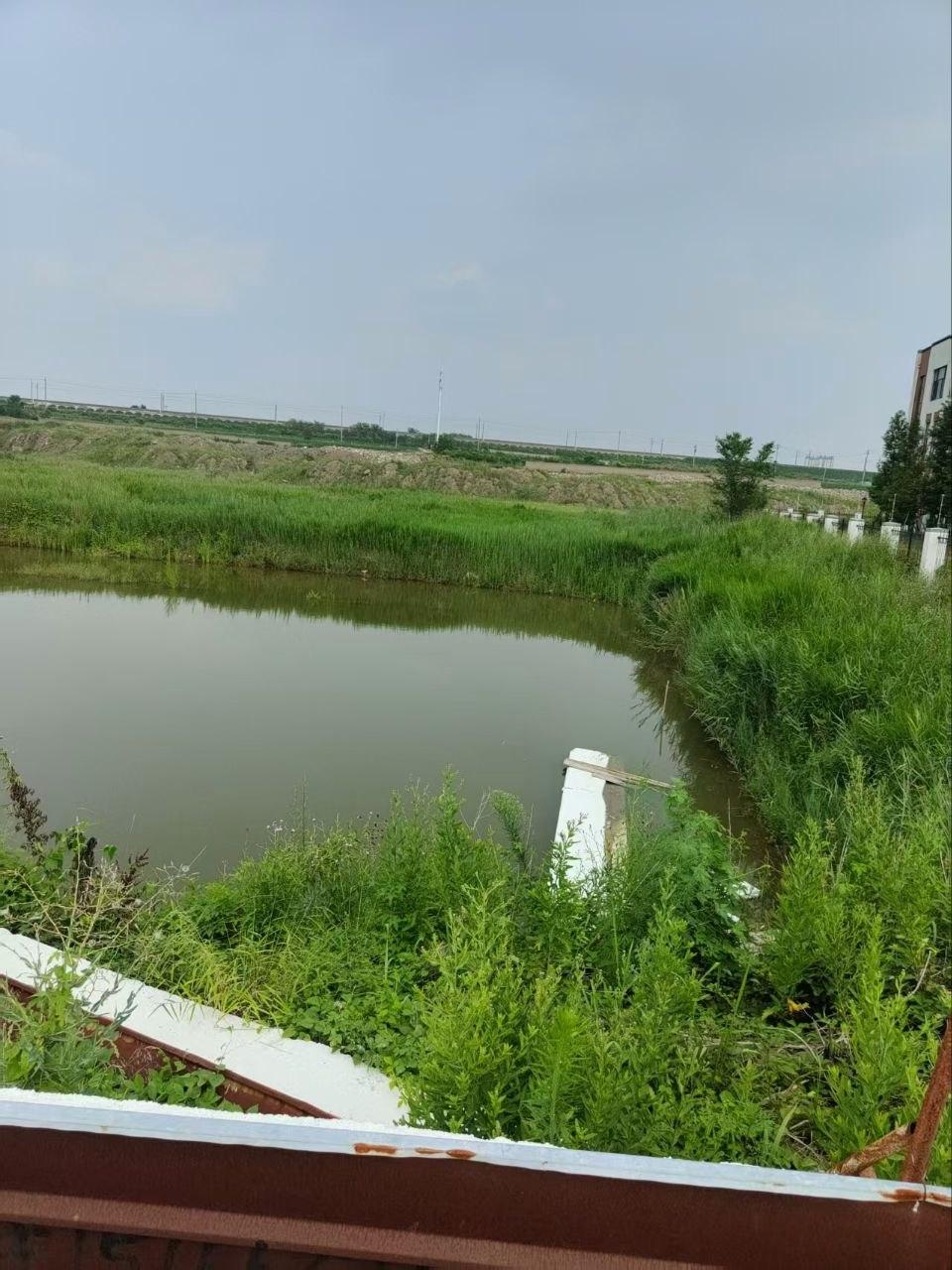 圖為下疃村大沽河管理處後方約40畝基本農田遭開挖,目前已形成積水坑。(受訪村民提供)